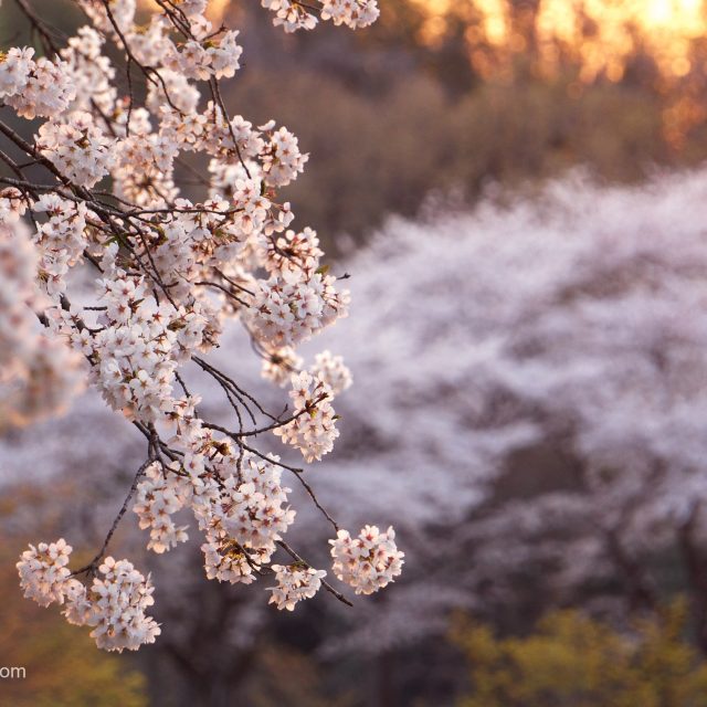 巾着田の桜（2019）